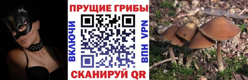 KRAKEN ONION  как найти наркотики  Плавск  Галлюциногенные грибы мухоморы 